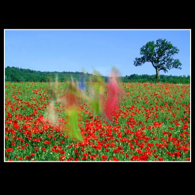 Danse des coquelicots