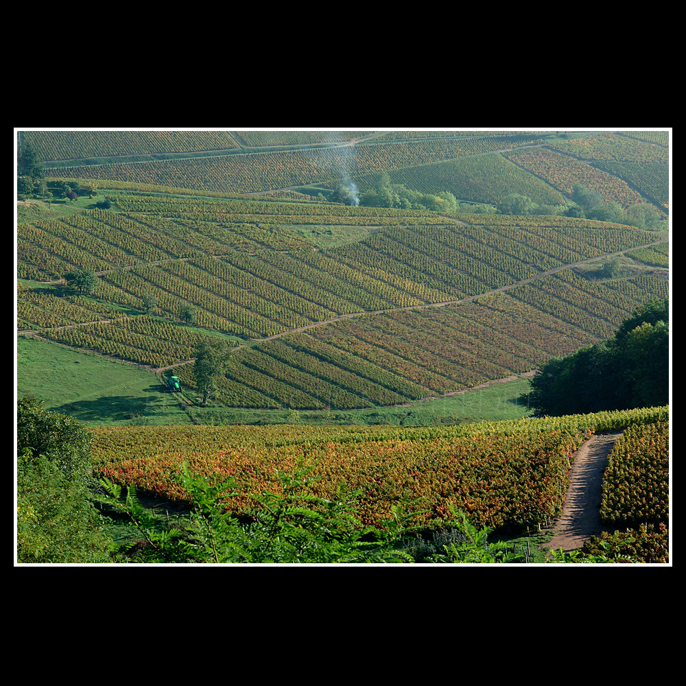 Vignes en Beaujolais